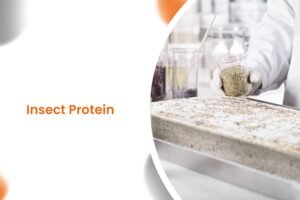 Insect Protein