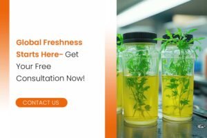 Global Freshness Starts Here- Get Your Free Consultation Now!